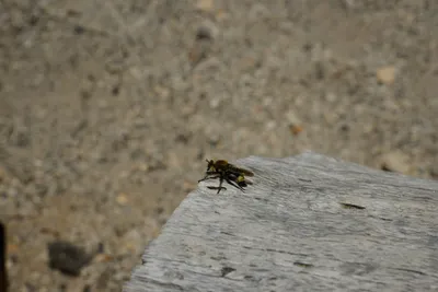 DSC_9988 (Large).JPG